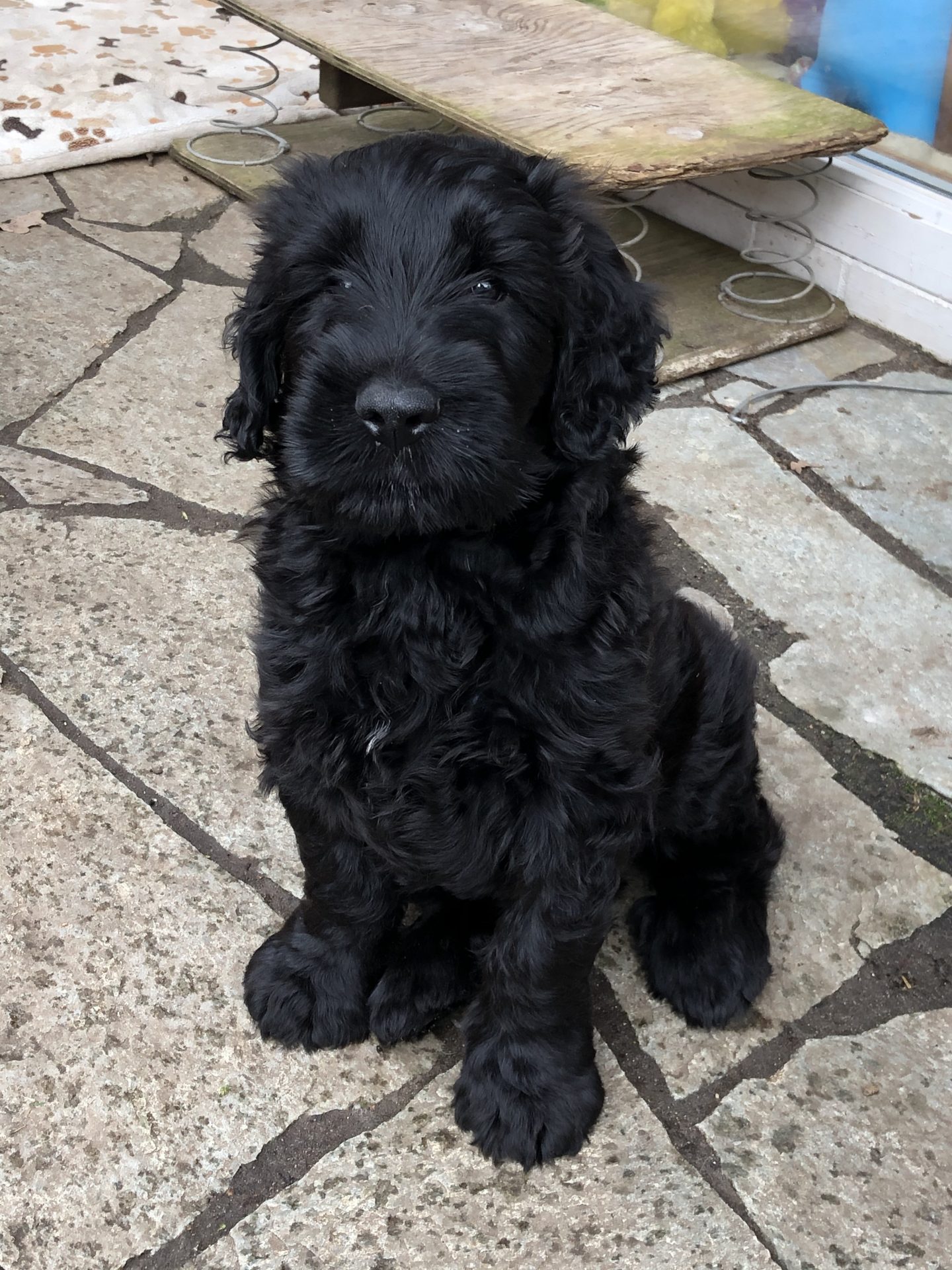About The Dogs Spanish Water Dog Club Spanish Water Dog Water Dog Dogs