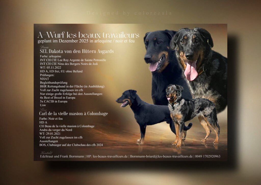 Beauceron Wurfplanung Dezember 2025