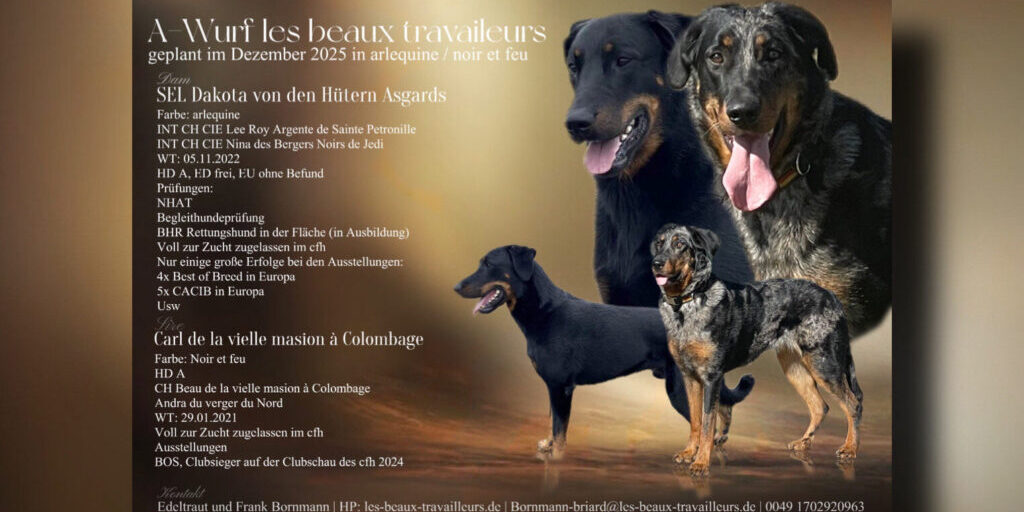 IMG_4911 Beauceron Wurfplanung Dezember 2025