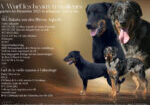 Beauceron Wurfplanung Dezember 2025